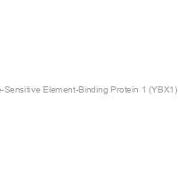 Nuclease-Sensitive Element-Binding Protein 1 (YBX1) Antibody